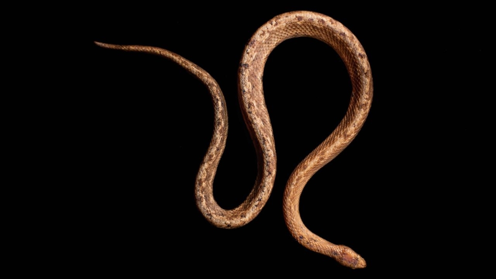 Like its peers, T. cacuangoae is distantly related to the boa constrictor.  (Danilo Medina)