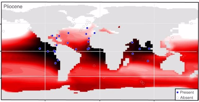 Distribution of the low-oxygen and 600-m oxygen-affiliated planktonic foraminifera G. hexagonus in modern and Pliocene oceans.