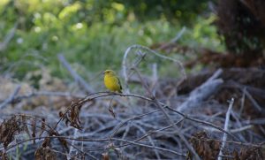 They seek to publicize the importance of the Isla Teja Campus wetland