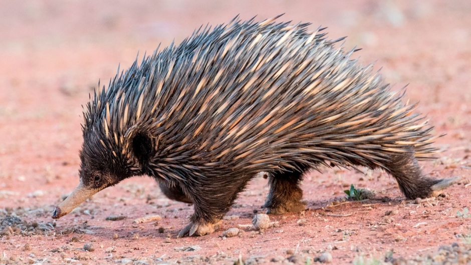 echidna heat