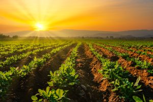 UAI researchers will carry out a study on microorganisms that accelerate plant growth with a view to strengthening sustainable agriculture in Chile