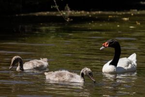 "Ugly duckling": UdeC Veterinary explains transformation of swans in Laguna Los Patos