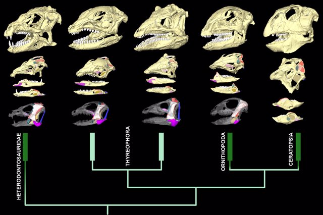 CT scan reconstructions of the skulls and jaws along with diagrams of where the jaw muscles attach in each dinosaur.