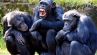 They discover similarities between human and chimpanzee adolescents