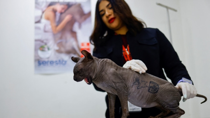 A cat tattooed by a criminal organization in Mexico is now up for adoption