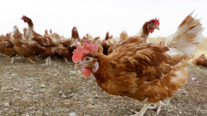 Argentina declares a health emergency due to avian influenza