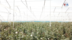 Flower plantation in Funza, near Bogotá.  According to data from Asocolflores, 15% of the year's sales are made on Valentine's Day.