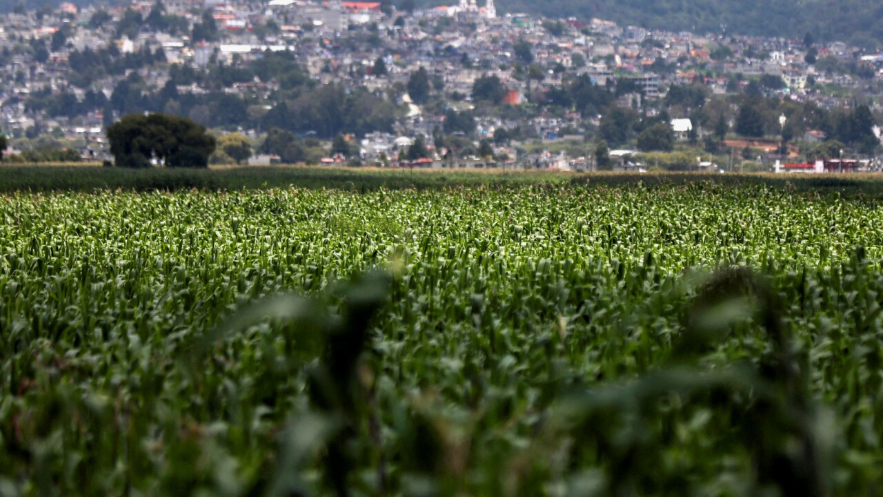 Mexico revokes authorizations to release transgenic corn