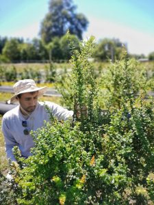 Michay: the berry from La Araucanía that resists drought and can impact the food industry