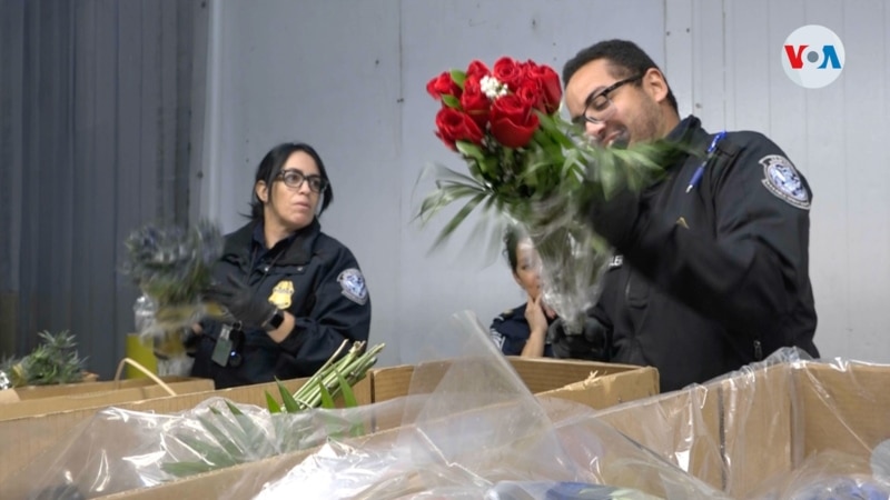 Millions of flowers from Latin America will be distributed in the US for Valentine's Day