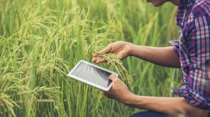 New FIC project aims at digital insertion of Biobío agricultural companies