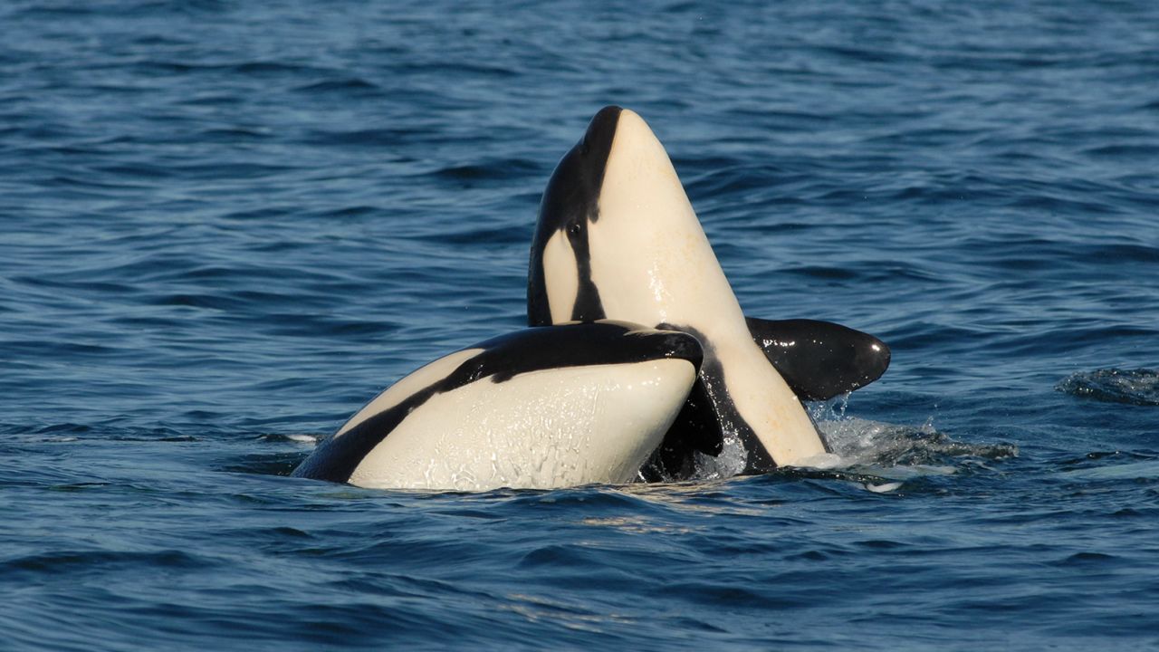 orcas calves