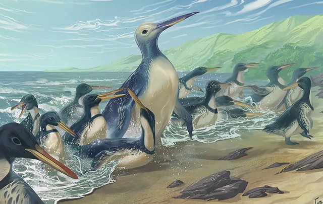 Artist's concept of Kumimanu and Petradyptes penguins on an ancient New Zealand beach.  The larger of the two weighed nearly 350 pounds and is the heaviest penguin known to science.