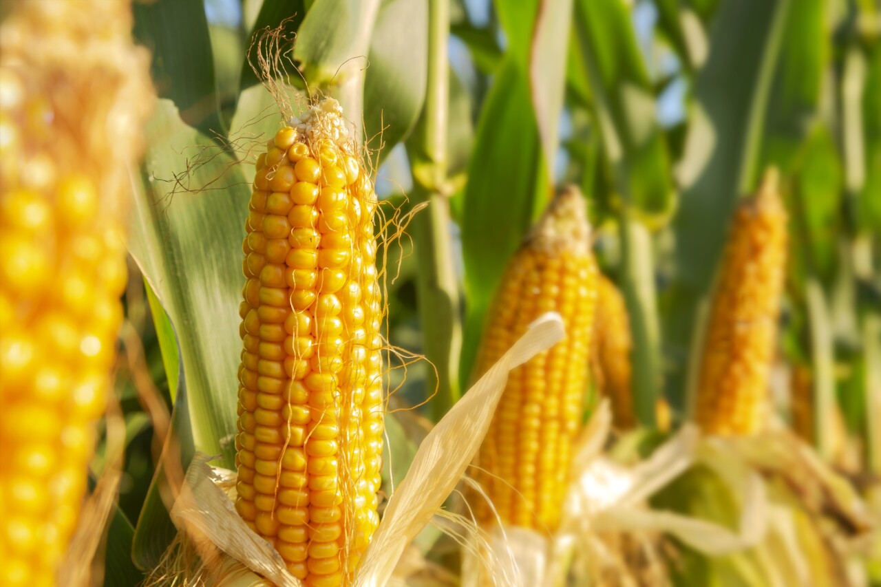 The US asks Mexico for scientific foundations for the ban on transgenic corn