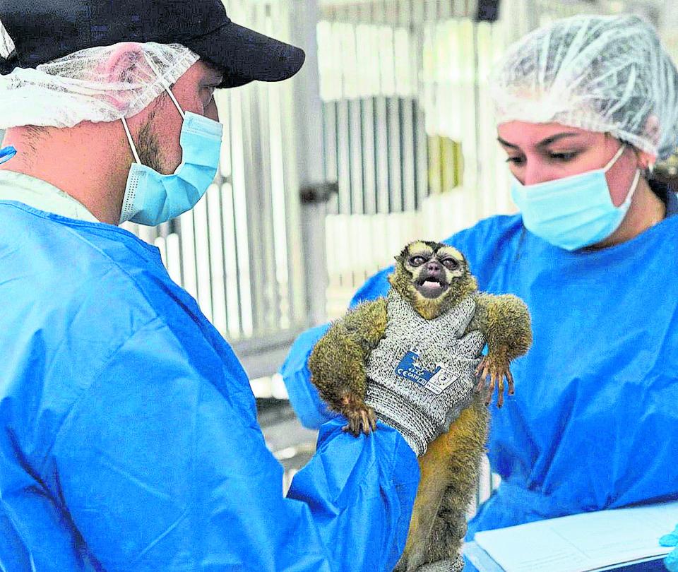 They rescue 108 monkeys that were used for biomedical studies