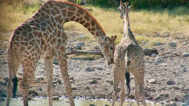 A male giraffe initiates flehmen behavior with curled lips when the female begins to urinate.