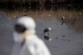 WHO warns that bird flu has reappeared in Cambodia