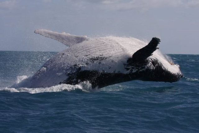 An adult humpback whale migrates along the eastern coast of Australia.