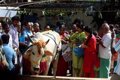 A Muslim man is lynched in India after being accused of possessing beef