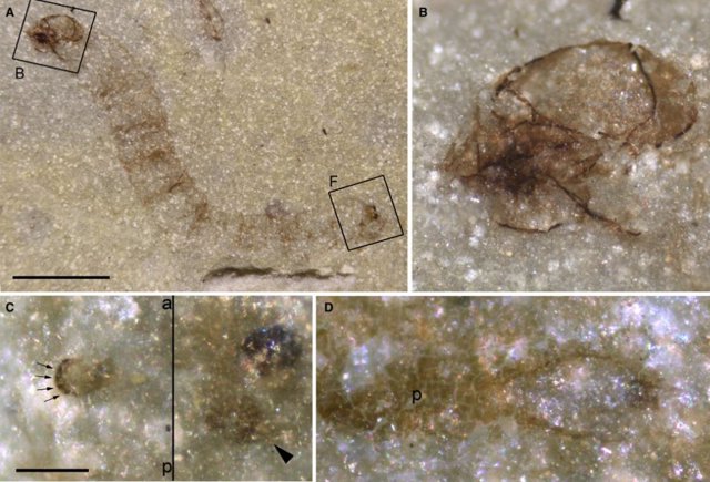 Triassic terrestrial larva Protoanisolarva juarezi