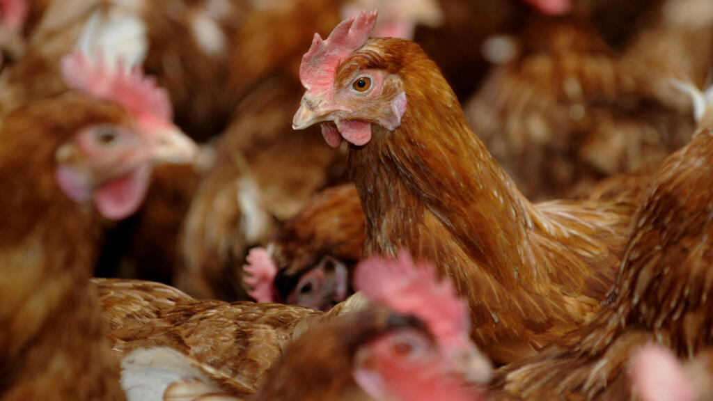 Argentina suspends poultry exports after detecting the first case of bird flu