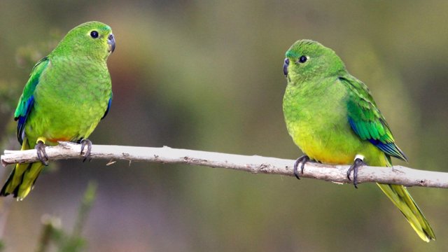 orange bellied parrots