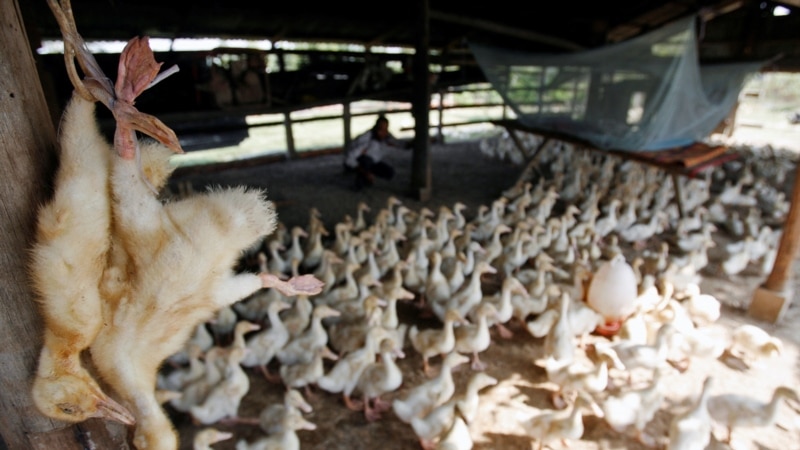 Chile detects first outbreak of bird flu in poultry;  shipments close: minister