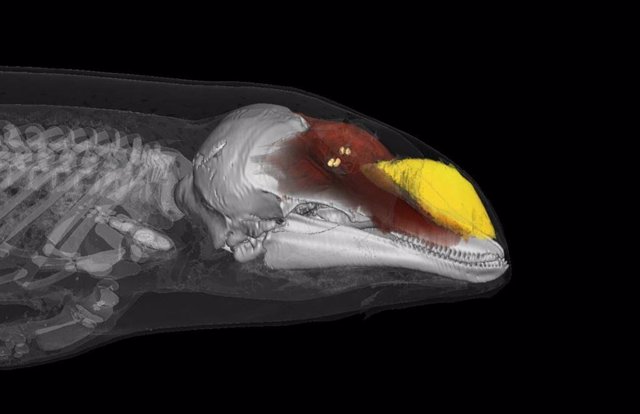 Exploration of the sound-producing snout of a harbor porpoise showing parts of the two sound sources and the fat melon that conducts sound into the water.