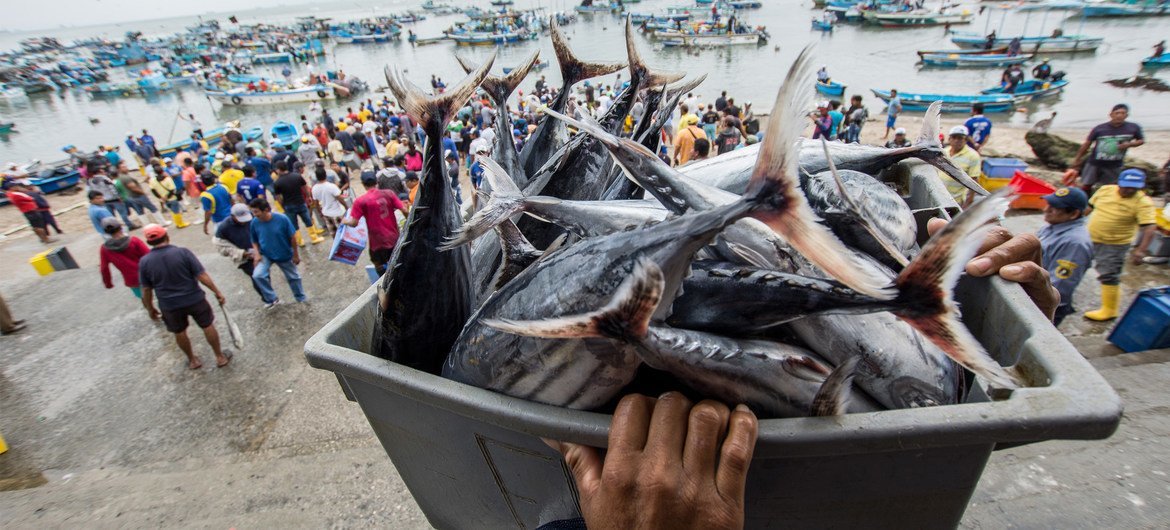 Fresh fish from the Santa Rosa de Salinas fish cooperative, Ecuador.