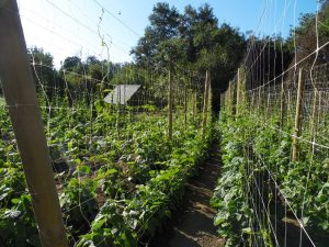 Legume production is stimulated in small-scale agriculture in the province of Arauco