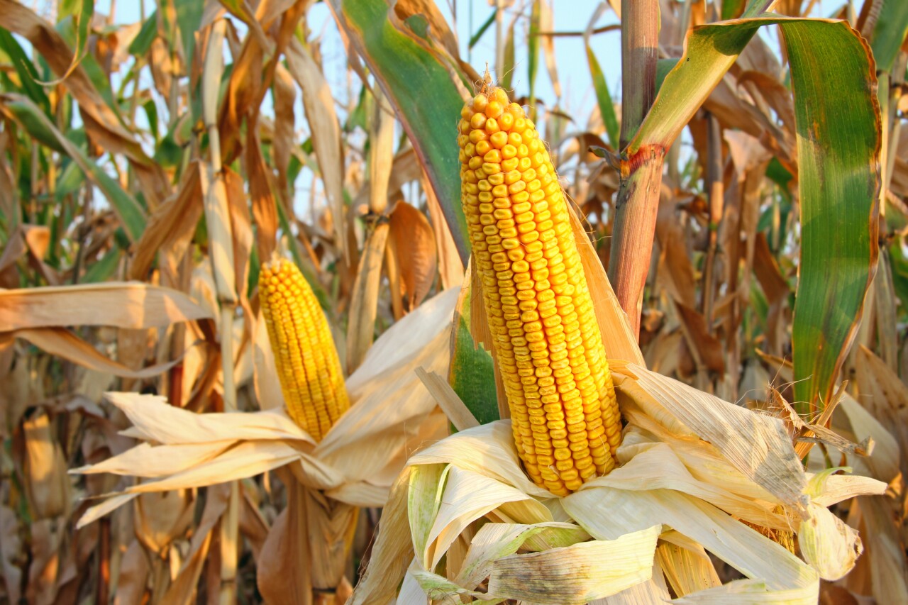 Mexico receives a request from the US to start consultations on transgenic corn