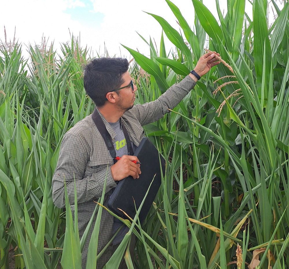 Parrots in agriculture: Researcher seeks to evaluate the impact generated by these birds in corn crops