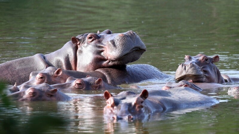 Plan to send Pablo Escobar hippos to India and Mexico