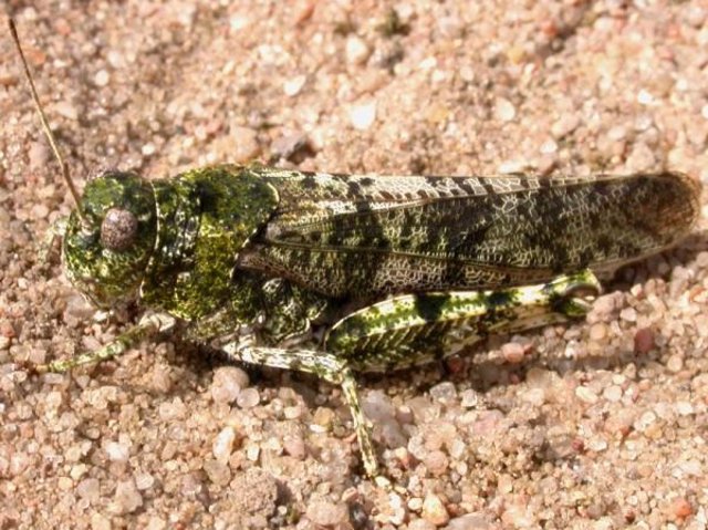 The Spotted Humming Grasshopper (Bryodemella tuberculata) is one of the rarest grasshopper species in Central Europe today.