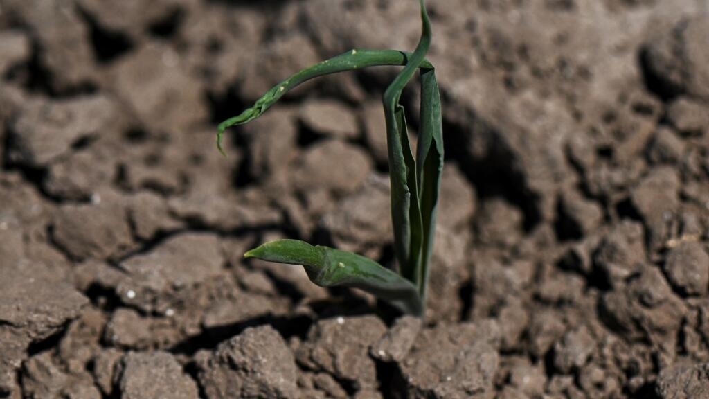 Sharp decline in Argentine corn production due to drought