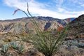 Strange response in desert plants to global warming