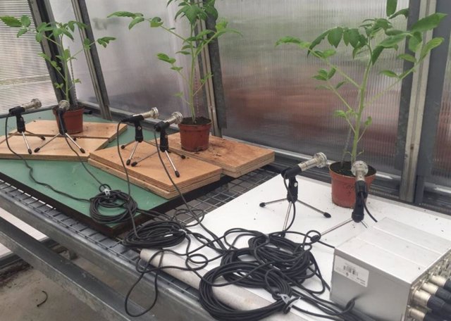 A photo of three tomato plants whose sounds are being recorded in a greenhouse.