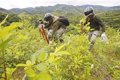 The UN warns about the record increase in cocaine production in the world