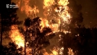 The destruction of a forest fire in Spain