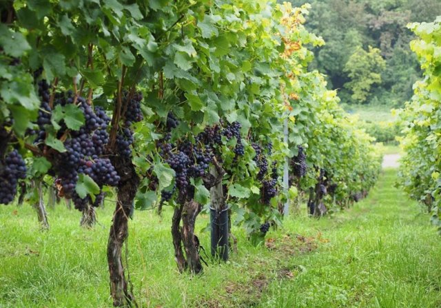 grapevine cultivation