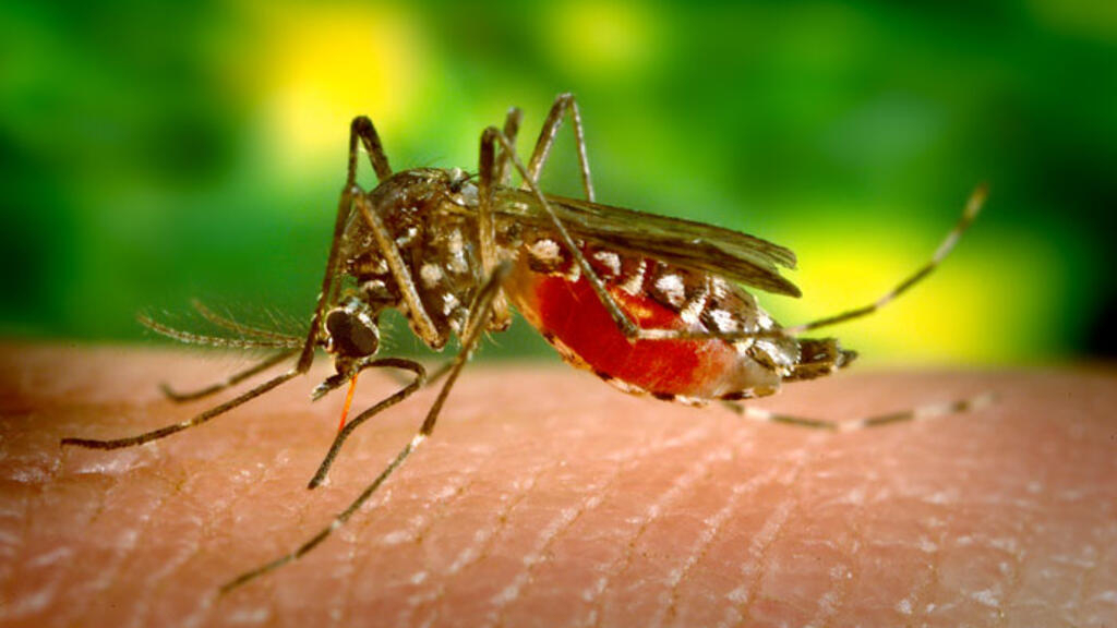 The increase in dengue cases puts the province of Santa Cruz on health alert