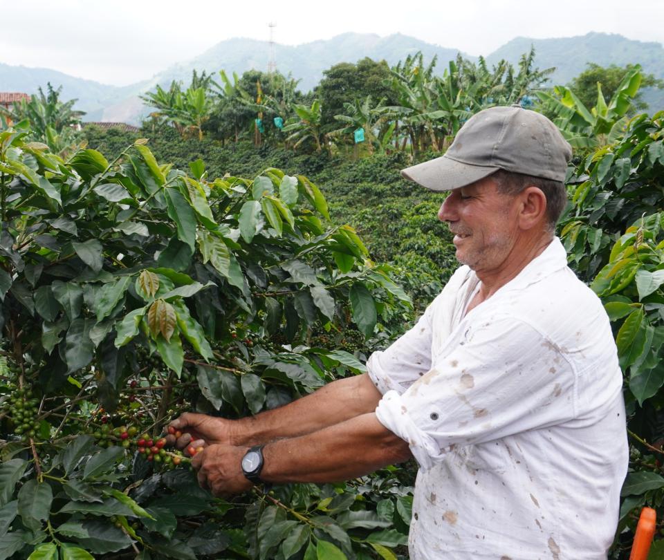 These are the 7 candidates for the management of the Federation of Coffee Growers