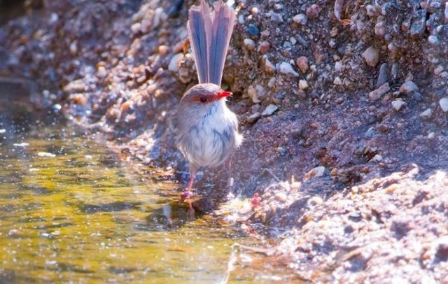 Image of a Malurus cyaneus at the Australian National Botanic Gardens