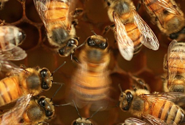 A honey bee (center) dances by waddling.