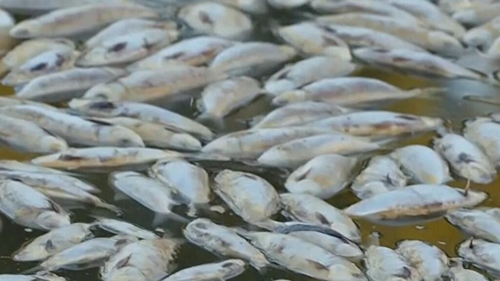 Why are millions of dead fish appearing in rivers of different countries?