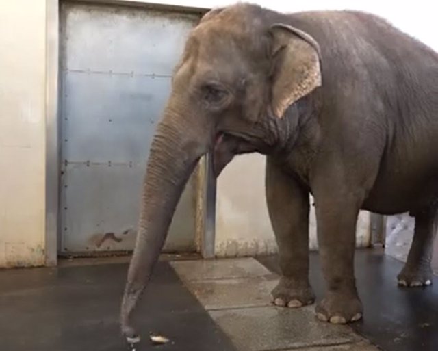 A study describes the banana-peeling behavior of the Asian elephant Pang Pha at the Berlin Zoo.