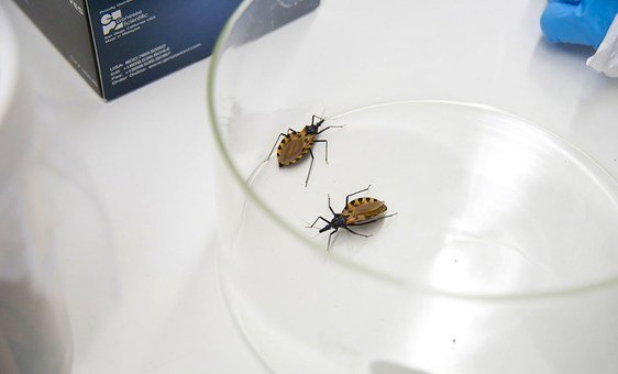 Chagas disease, a diagnosis that often comes late