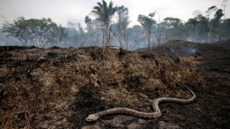 Deforestation in the Brazilian Amazon rainforest increases in March