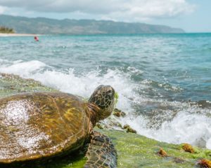 FEN UTalca academic integrates research advisory group in Galapagos