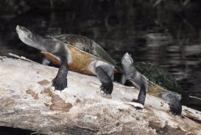 Freshwater turtle 'basking' at night.  Image captured for the study of night rest habits.